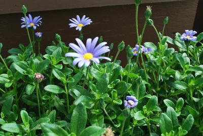 Felicity Felicia 'Blue'