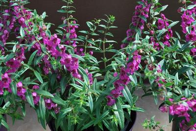 Alonia Angelonia 'Big Dark Pink'