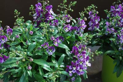 Alonia Angelonia 'Big Violet'