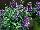 Danziger 'Dan' Flower Farm: Angelonia  'Big Violet' 