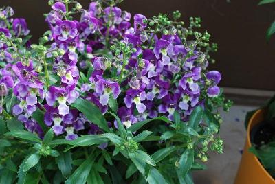 Alonia Angelonia 'Big Violet'