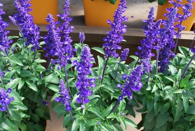 Sallyfun Salvia 'Deep Ocean'