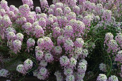  Lobularia 'Bicolor Pink Stream'