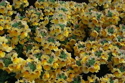 Danziger 'Dan' Flower Farm: Nesia Nemesia Sunshine 