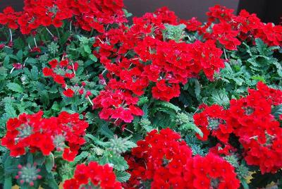 Vanessa Verbena Cascading Red 