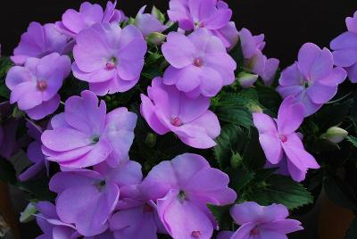 Sun Harmony Impatiens Compact Lavender 