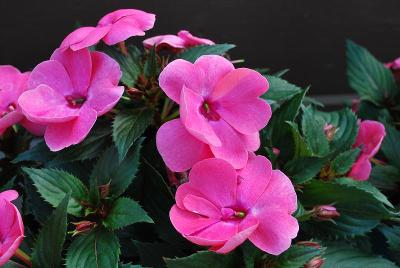 Danziger 'Dan' Flower Farm: Sun Harmony Impatiens Deep Pink 