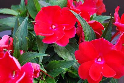 Sun Harmony Impatiens Scarlet 