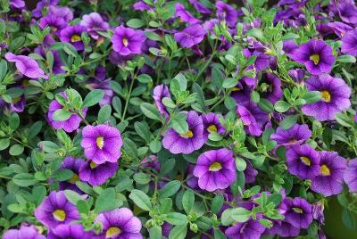 Noa Calibrachoa Violet 