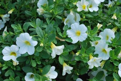 Danziger 'Dan' Flower Farm: Noa Calibrachoa Snow 