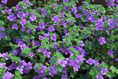 Scopia Bacopa 'Double Indigo'