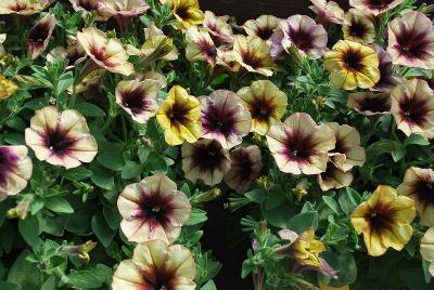 Danziger 'Dan' Flower Farm: Cascadias Petunia Autumn Mystery 