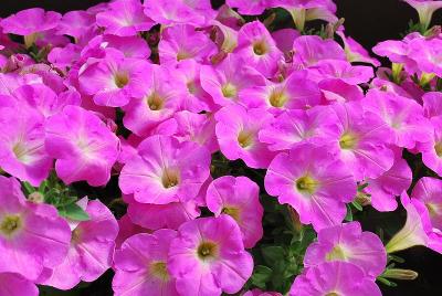 Baroque Petunia Pink Ray 