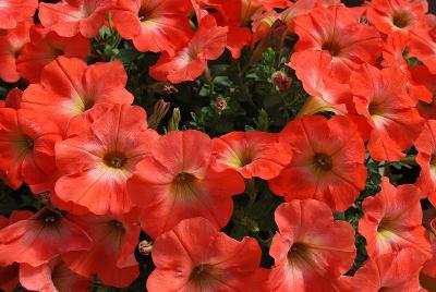 Fides, Inc.: Ray Petunia Salmon 