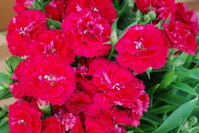 Lady D™ Dianthus Cherry 