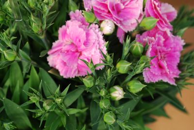 Lady D™ Dianthus Lady Cream 