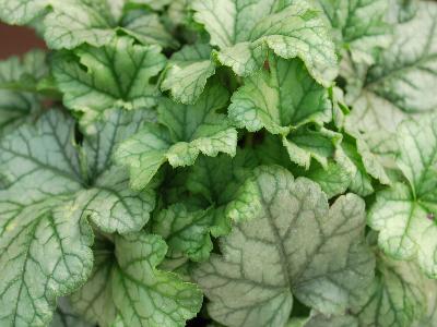 Danziger 'Dan' Flower Farm: Kira Heuchera Amazon-Green 