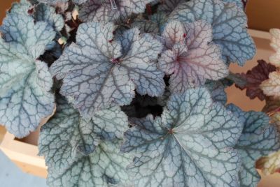 Danziger 'Dan' Flower Farm: Kira&trade; Heuchera Alpine Forest 