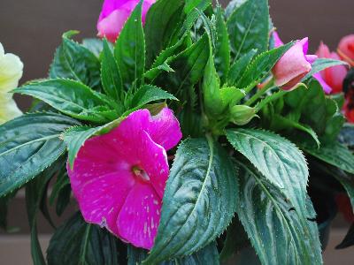 Harmony Impatiens-New-Guinea Deep-Magenta 