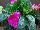 Harmony Impatiens-New-Guinea Deep-Magenta 