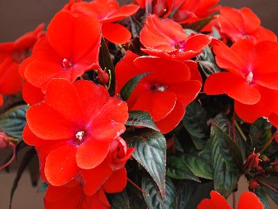 Harmony Impatiens-New-Guinea Flame 