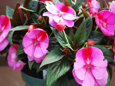 Harmony Impatiens-New-Guinea Marshmallow-Cream 