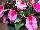 Harmony Impatiens-New-Guinea Marshmallow-Cream 