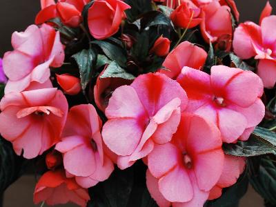 Harmony Impatiens-New-Guinea Salmon-Cream 