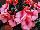 Harmony Impatiens-New-Guinea Salmon-Cream 