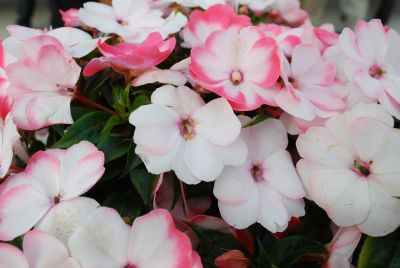 Danziger 'Dan' Flower Farm: Harmony™ Impatiens Radiance Coral 