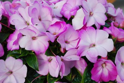 Danziger 'Dan' Flower Farm: Harmony™ Impatiens Radiance Lilac 