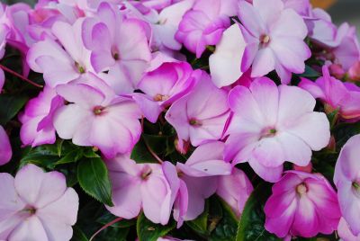 Harmony™ Impatiens Radiance Lilac 