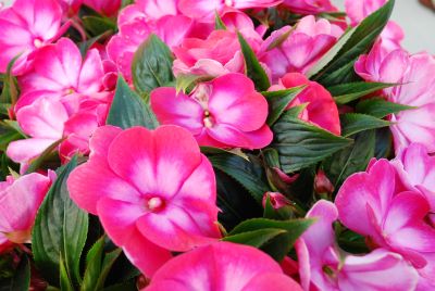 Danziger 'Dan' Flower Farm: Harmony™ Impatiens Radiance Magenta 