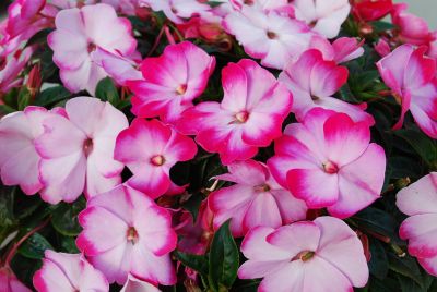 Danziger 'Dan' Flower Farm: Harmony™ Impatiens Radiance Pink 