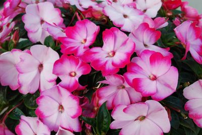 Harmony™ Impatiens Radiance Pink 