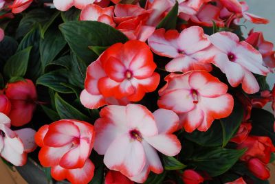 Danziger 'Dan' Flower Farm: Harmony™ Impatiens Radiance Scarlet 