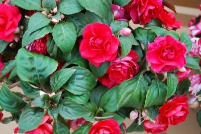 Musica™ Impatiens Scarlet Improved 