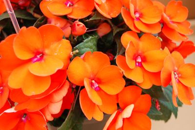 Danziger 'Dan' Flower Farm: Sun Harmony™ Impatiens Deep Orange 