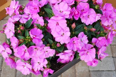 Danziger 'Dan' Flower Farm: Sun Harmony™ Impatiens Violet 