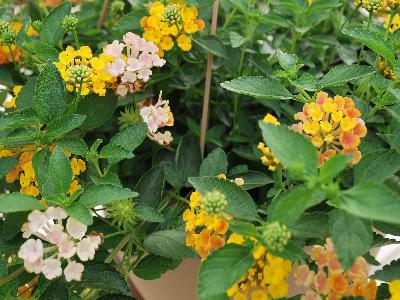 Santana Lantana Banana-Punch 