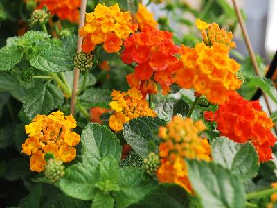 Santana Lantana Peach-Orange 