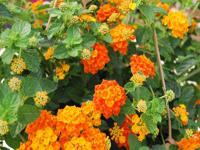 Santana Lantana Red-Orange 