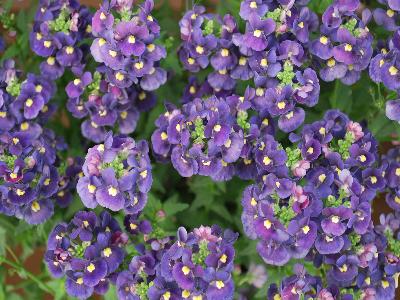 Danziger 'Dan' Flower Farm: Nesia Nemesia Dark-Blue 