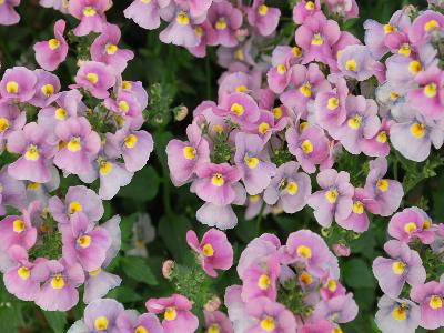 Nesia Nemesia Dark-Pink 