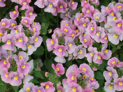 Danziger 'Dan' Flower Farm: Nesia Nemesia Dark-Pink 