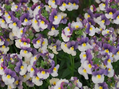 Danziger 'Dan' Flower Farm: Nesia Nemesia Fantasy 