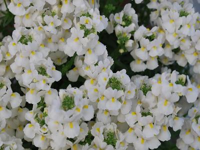 Danziger 'Dan' Flower Farm: Nesia Nemesia White 