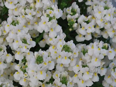 Nesia Nemesia White 