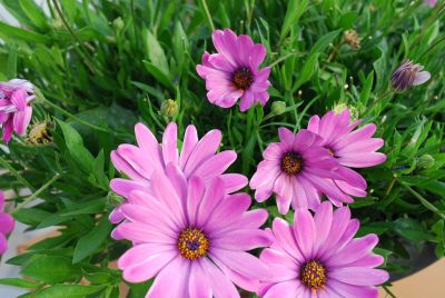 Osticade&trade; Osteospermum Pink 