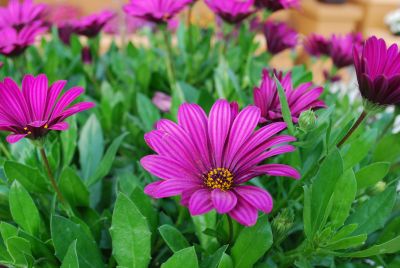 Osticade&trade; Osteospermum Purple 